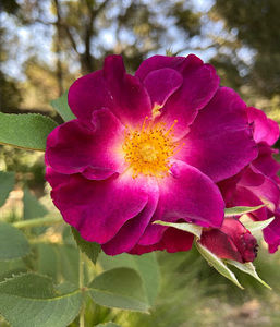 Meet your Posher, Alice